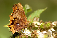 Polygonia c-album aberrant aberrant form reichstettensis (Internet Image property of respective owner, non-commercial use only)